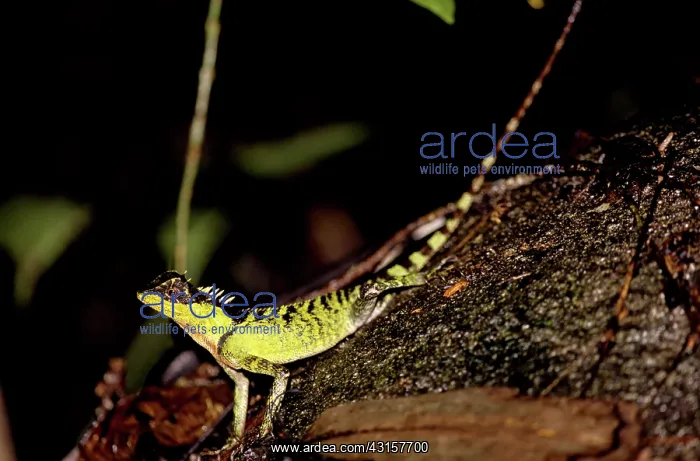 : Mountain Horned Dragon, Vietnam : Mountain Horned Dragon, Vietnam