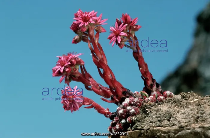 : Mountain Houseleek on a rock : Mountain Houseleek on a rock