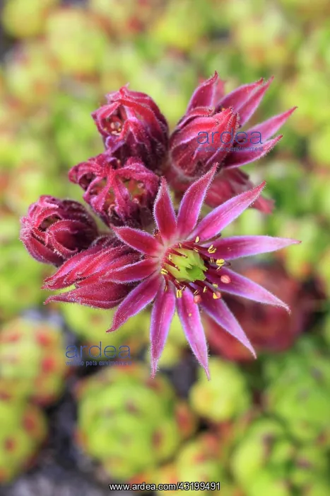 : Mountain houseleek (Sempervivum montanum), Switzerland : Mountain houseleek (Sempervivum montanum), Switzerland