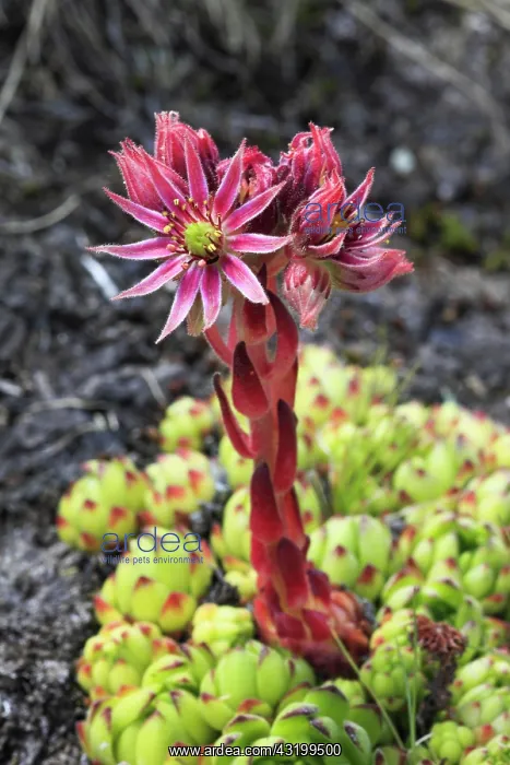 : Mountain houseleek (Sempervivum montanum), Switzerland : Mountain houseleek (Sempervivum montanum), Switzerland