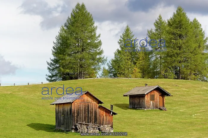 : Mountain huts with autumnal Larches (Larix), Rotwandwiesen : Mountain huts with autumnal Larches (Larix), Rotwandwiesen