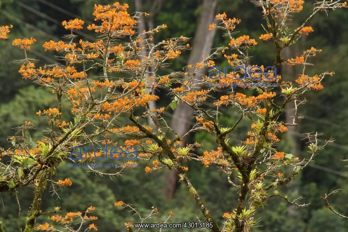 : Mountain Immortelle tree in flower covered with : Mountain Immortelle tree in flower covered with