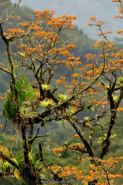 : Mountain Immortelle tree in flower covered with : Mountain Immortelle tree in flower covered with