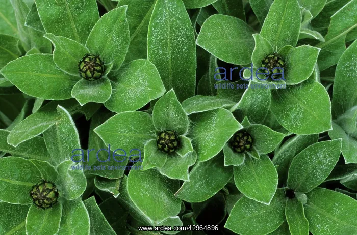 : Mountain Knapweed - buds and leaves : Mountain Knapweed - buds and leaves