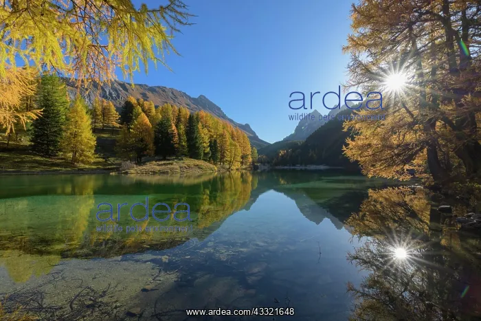 : Mountain lake with larch trees in autumn, Preda : Mountain lake with larch trees in autumn, Preda