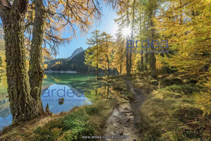 : Mountain lake with larch trees in autumn, Preda : Mountain lake with larch trees in autumn, Preda