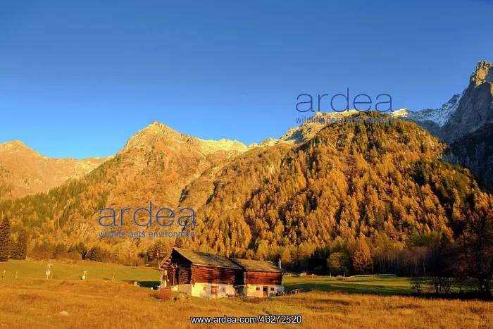 : Mountain landscape with hut in autumn, Maloja Pass : Mountain landscape with hut in autumn, Maloja Pass