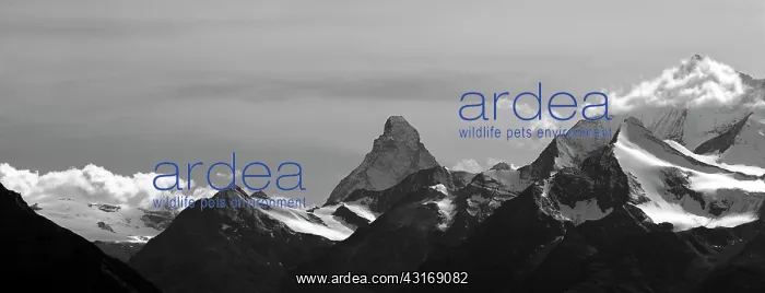 : Mountain landscape with the Matterhorn : Mountain landscape with the Matterhorn