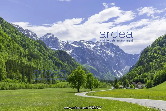: Mountain landscape, road through green meadows in : Mountain landscape, road through green meadows in