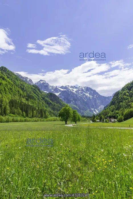 : Mountain landscape, road through green meadows in : Mountain landscape, road through green meadows in