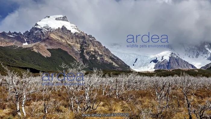 : Mountain landscape with snow-covered peaks and a cloud cover over thorny bushes : Mountain landscape with snow-covered peaks and a cloud cover over thorny bushes