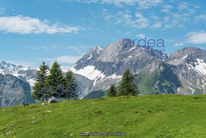 : Mountain landscape with the summit of Groier Lohner : Mountain landscape with the summit of Groier Lohner