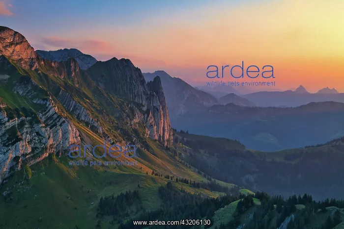 : Mountain landscape at sunset, view of Glarnerlan : Mountain landscape at sunset, view of Glarnerlan