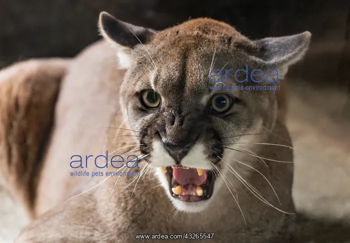 : Mountain Lion or cougar (Puma concolor) snarling : Mountain Lion or cougar (Puma concolor) snarling