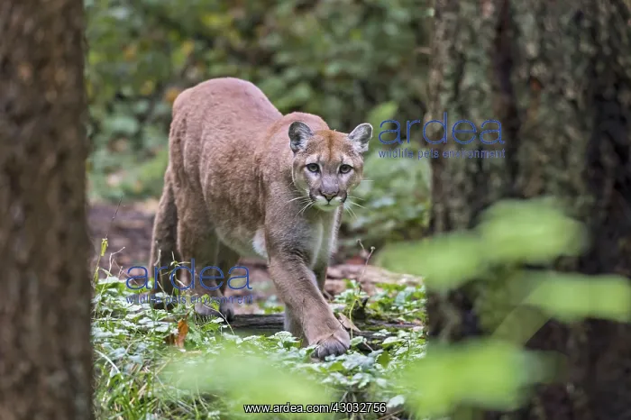 : Mountain Lion or cougar (Puma concolor). West : Mountain Lion or cougar (Puma concolor). West