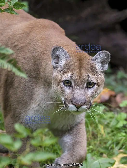 : Mountain Lion or cougar (Puma concolor). West : Mountain Lion or cougar (Puma concolor). West