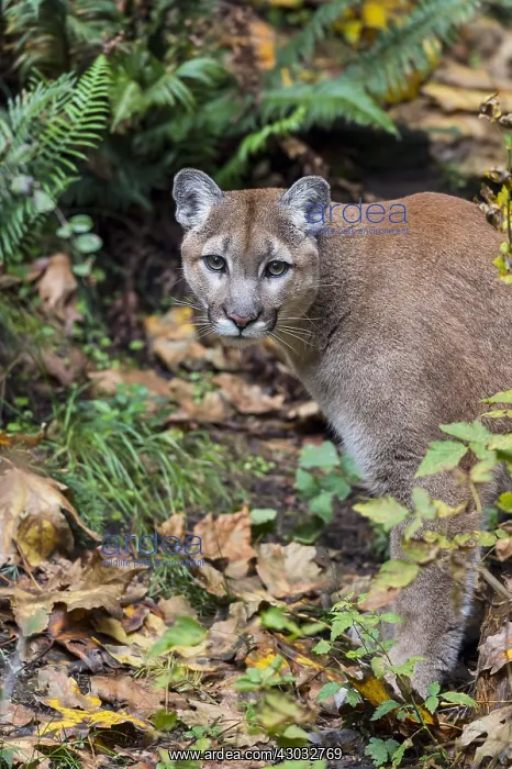 : Mountain Lion or cougar (Puma concolor). West : Mountain Lion or cougar (Puma concolor). West
