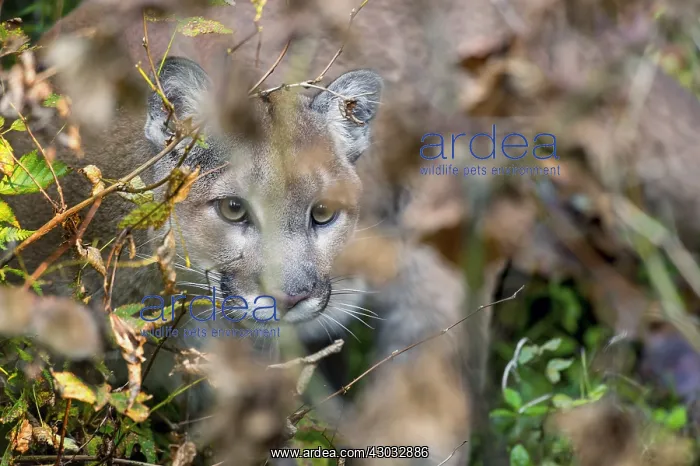 : Mountain Lion or cougar (Puma concolor). West : Mountain Lion or cougar (Puma concolor). West