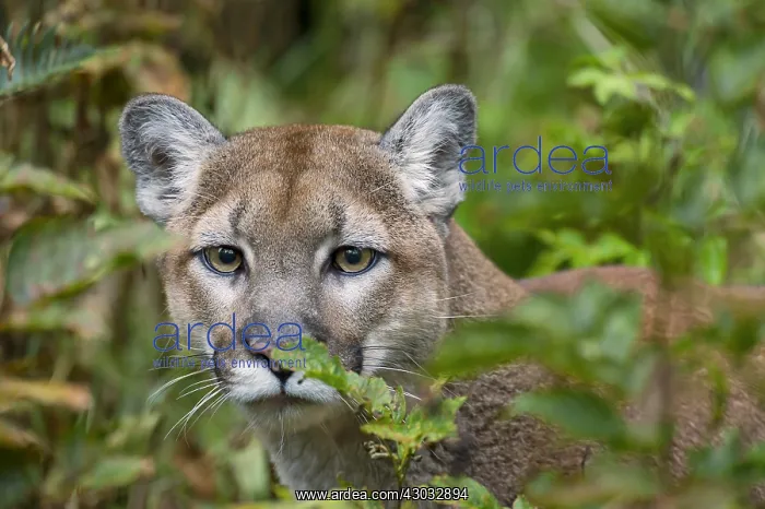 : Mountain Lion or cougar (Puma concolor). West : Mountain Lion or cougar (Puma concolor). West