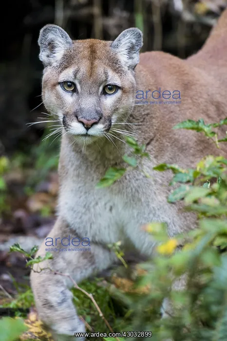 : Mountain Lion or cougar (Puma concolor). West : Mountain Lion or cougar (Puma concolor). West