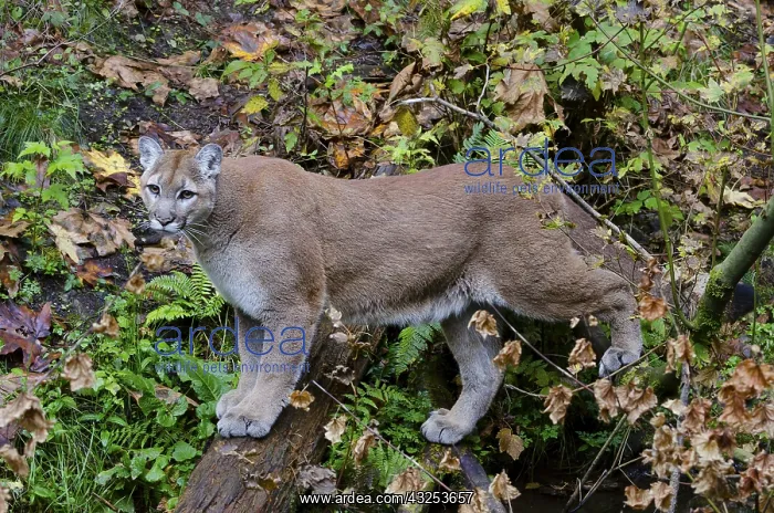 : Mountain Lion or cougar (Puma concolor). West : Mountain Lion or cougar (Puma concolor). West