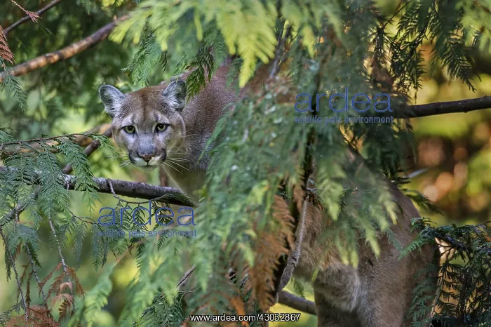 : Mountain Lion or cougar (Puma concolor) in western : Mountain Lion or cougar (Puma concolor) in western