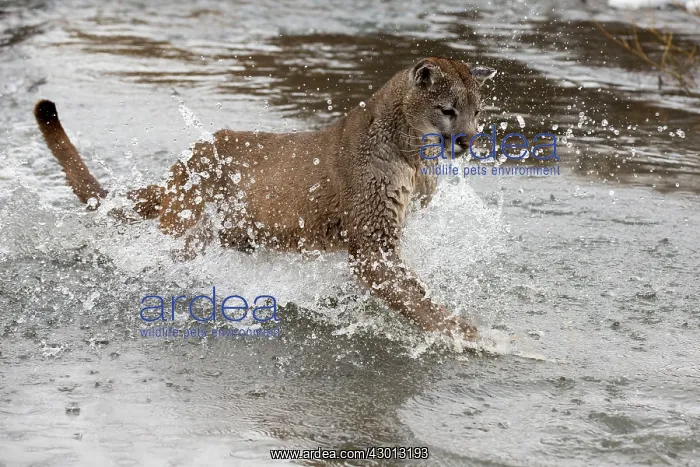 : Mountain Lion / Cougar / Puma crossing river in : Mountain Lion / Cougar / Puma crossing river in