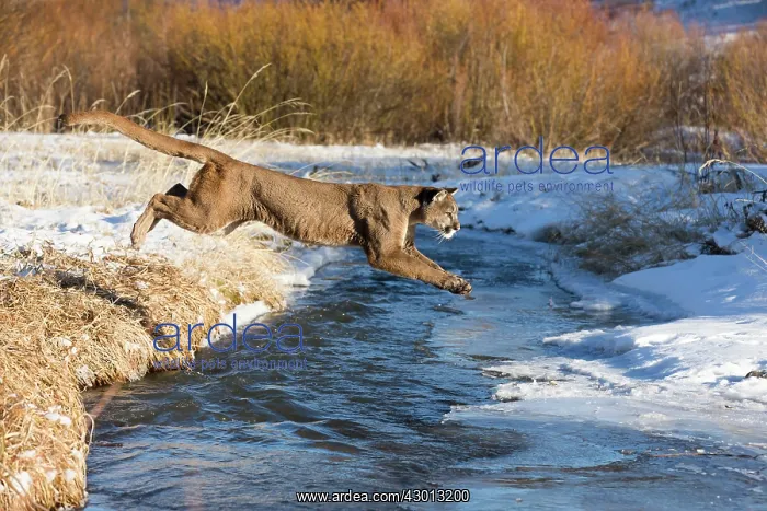 : Mountain Lion / Cougar / Puma crossing river in : Mountain Lion / Cougar / Puma crossing river in
