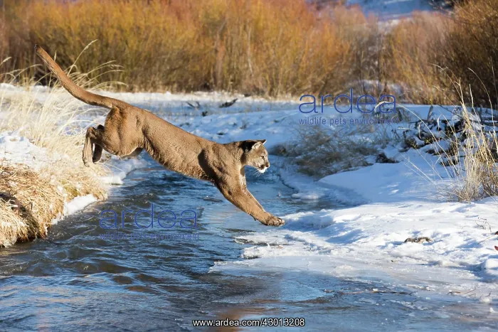 : Mountain Lion / Cougar / Puma crossing river in : Mountain Lion / Cougar / Puma crossing river in
