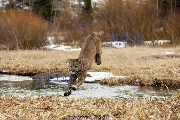 : Mountain Lion / Cougar / Puma crossing river in : Mountain Lion / Cougar / Puma crossing river in