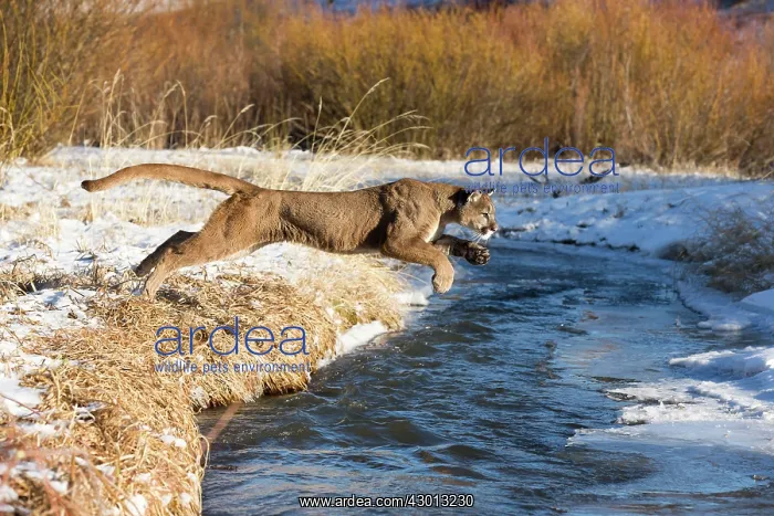  : Mountain Lion  /  Cougar  /  Puma crossing river in