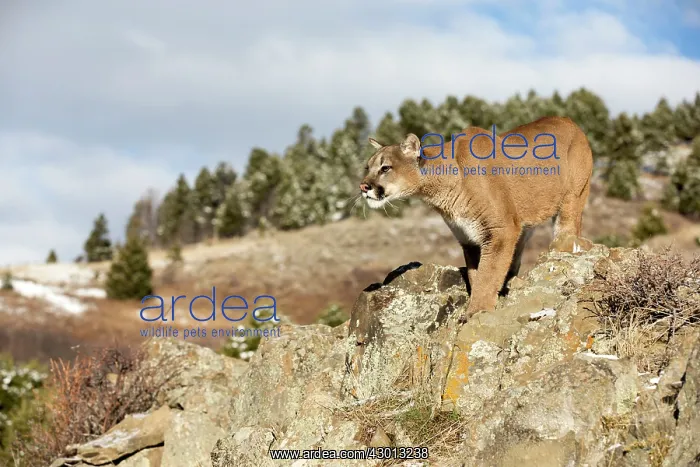  : Mountain Lion  /  Cougar  /  Puma Montana, USA