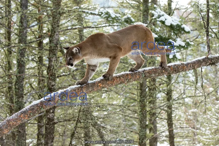 : Mountain Lion / Cougar / Puma walking along tree : Mountain Lion / Cougar / Puma walking along tree
