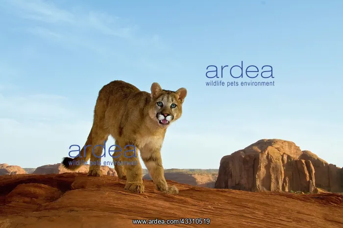 : Mountain Lion (Puma concolor), in the mountains : Mountain Lion (Puma concolor), in the mountains