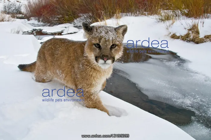 : Mountain Lion (Puma concolor) walking in snow at : Mountain Lion (Puma concolor) walking in snow at