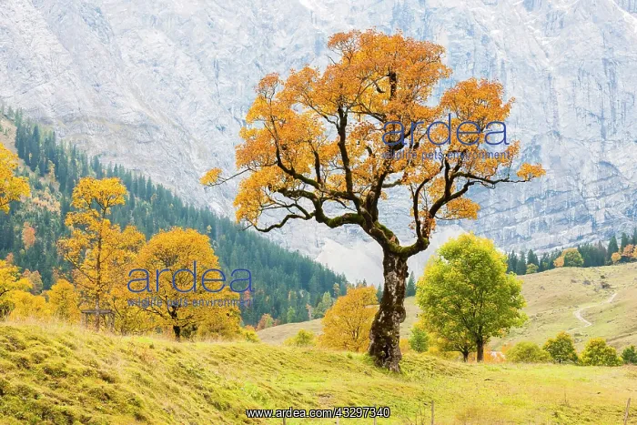 : Mountain Maple (Acer pseudo plantanus) Gro&, x7e5;r : Mountain Maple (Acer pseudo plantanus) Gro&, x7e5;r