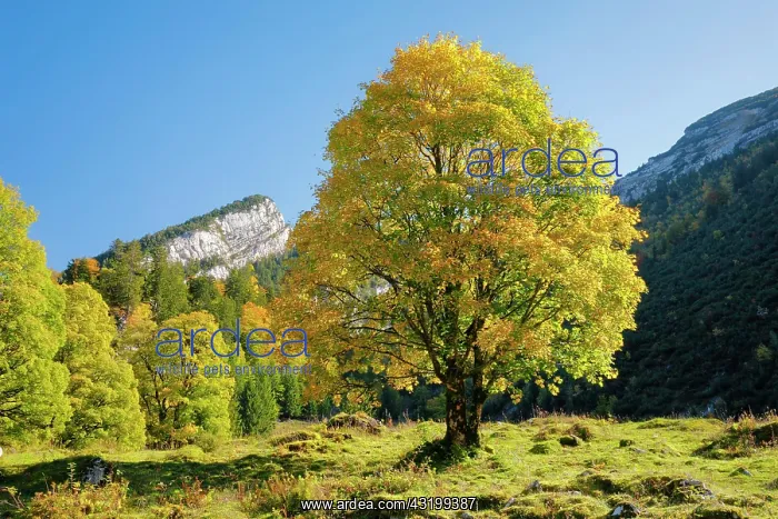 : Mountain maple, Acer pseudoplatanus, Switzerland : Mountain maple, Acer pseudoplatanus, Switzerland