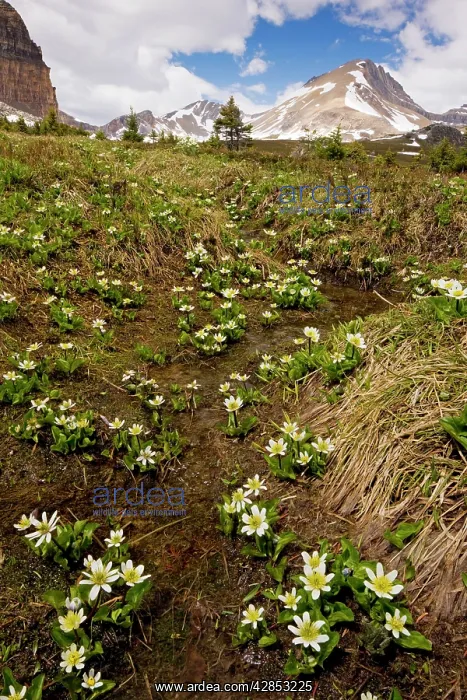 : Mountain Marsh-Marigold / Elkslip - at Helen Lake : Mountain Marsh-Marigold / Elkslip - at Helen Lake