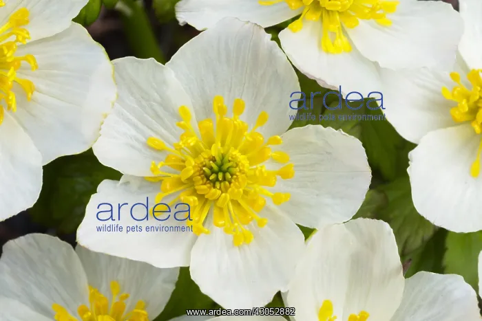 : Mountain Marsh Marigold or White Marsh-marigold : Mountain Marsh Marigold or White Marsh-marigold