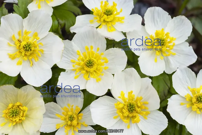 : Mountain Marsh Marigold or White Marsh-marigold : Mountain Marsh Marigold or White Marsh-marigold