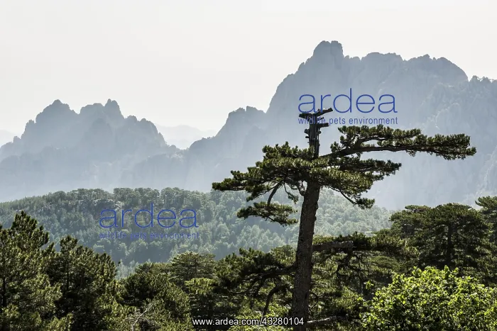 : Mountain massif with rocky peaks and pines, Col : Mountain massif with rocky peaks and pines, Col
