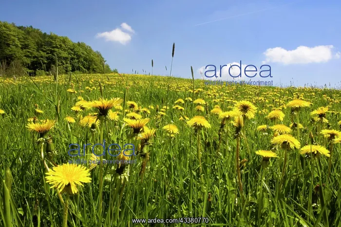 : Mountain meadow with dandelion flowers, Zittau Mountains, S : Mountain meadow with dandelion flowers, Zittau Mountains, S