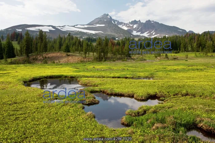 : Mountain Meadow dominated by Gorman's Buttercup : Mountain Meadow dominated by Gorman's Buttercup