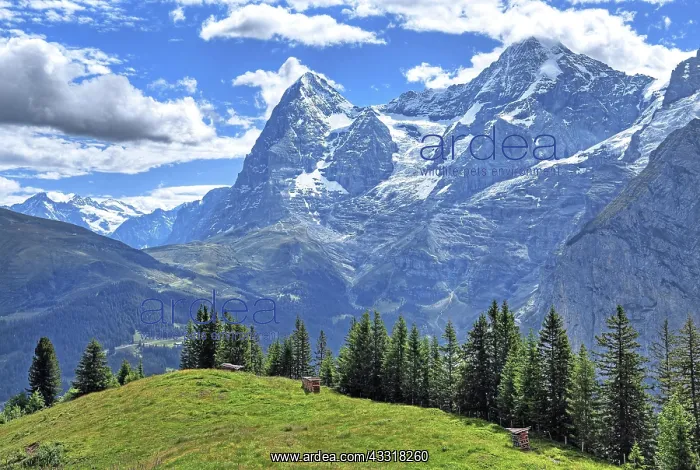 : Mountain meadow in front of the Eiger and Mnnch : Mountain meadow in front of the Eiger and Mnnch