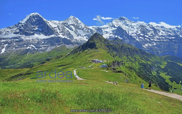 : Mountain meadow and hiking trail on the Mannlichen : Mountain meadow and hiking trail on the Mannlichen
