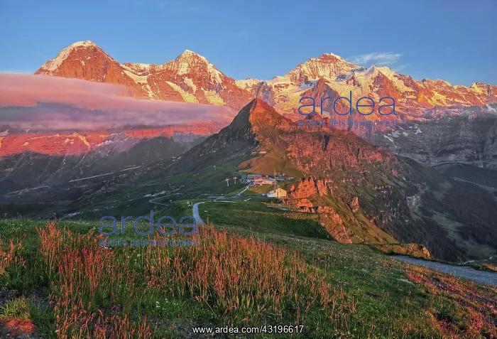 : Mountain meadow on the Mannlichen with the triumvirate : Mountain meadow on the Mannlichen with the triumvirate