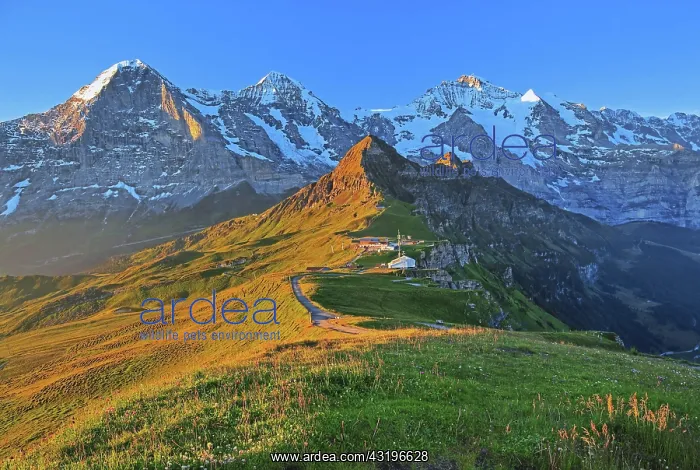 : Mountain meadow on the Mannlichen with the triumvirate : Mountain meadow on the Mannlichen with the triumvirate