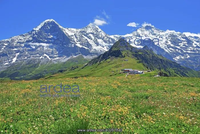: Mountain meadow on the Mannlichen with the triumvirate : Mountain meadow on the Mannlichen with the triumvirate