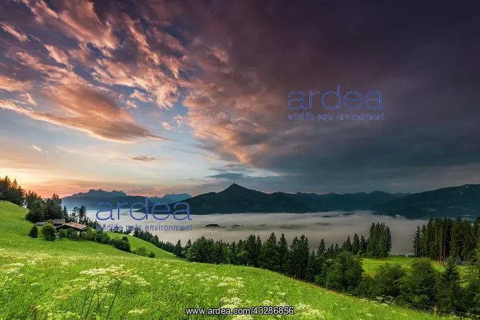 : Mountain meadow with mountain top with sea of fog : Mountain meadow with mountain top with sea of fog