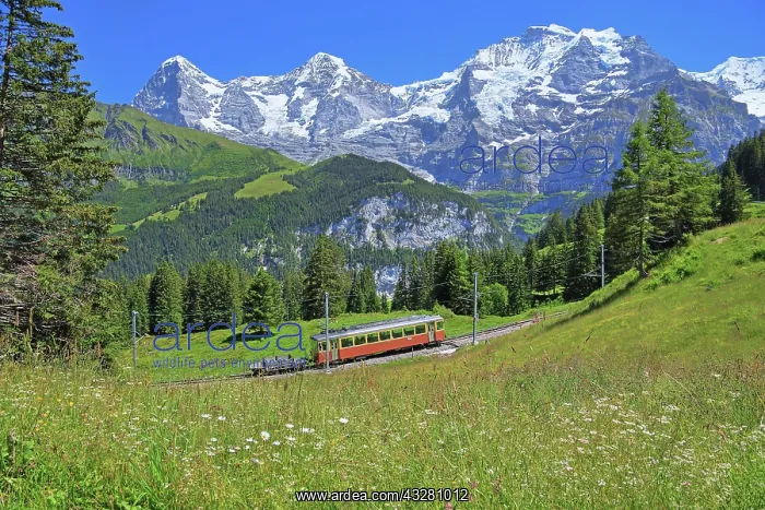 : Mountain meadow and Murren railway with the triumvirate : Mountain meadow and Murren railway with the triumvirate